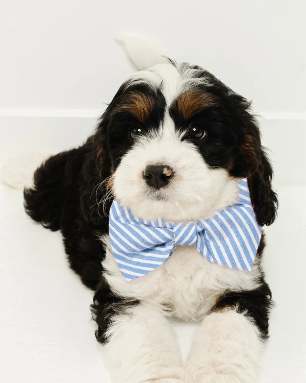 Dog Bow Tie, French Blue Seersucker