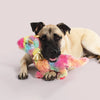 Rainbow Dragon Dog Toy